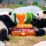 L’Ocean Park di Hong Kong celebra i 50 anni con nuove strutture e iniziative
