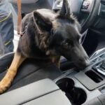 Maxisequestro di 22 Kg di cocaina nel catanese, arrestato 36enne serbo